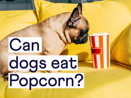 Dogs eat Popcorn