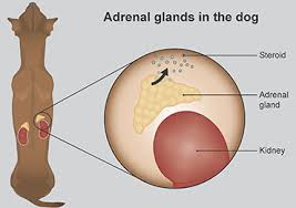 addisons in dogs